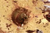 Detailed Fossil Spider (Araneae) & Snail Shell In Baltic Amber - Rare! #296971-2